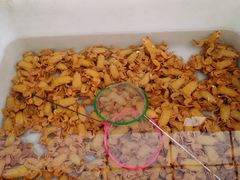 -中环花鸟鱼虫市场