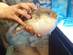 -肆月河豚·淮扬菜·湘菜(华天店)