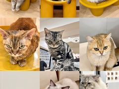 -有喵·猫咖·狗咖·30几只猫10只小狗(岗厦店)