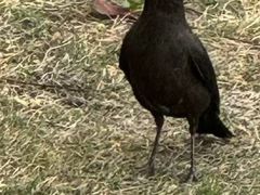 -常熟路(地铁站)