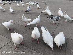 -海河外滩公园