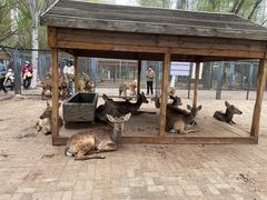 -长白岛森林公园