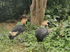 -广州长隆飞鸟乐园