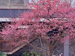 -广富林郊野公园