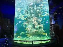 -芜湖新华联大白鲸海洋公园