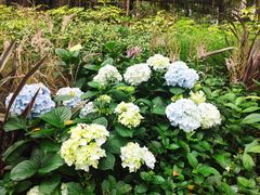 -深圳国际园林花卉博览园