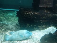 -大阪海游馆