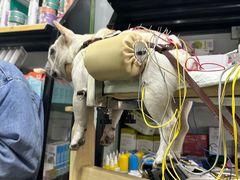 -西安京西宠物医院·瘫痪·疑难杂症