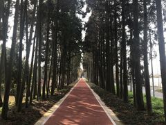 -上海长兴岛郊野公园