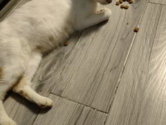-宠颐生宠物医院·心肾内科·猫专科诊疗中心宠巢店
