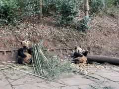 -中国大熊猫保护研究中心雅安碧峰峡基地