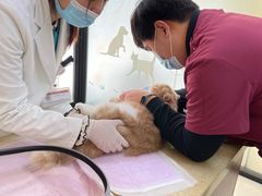 -艾贝尔宠物诊疗