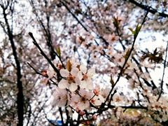 -平湖九龙山旅游度假区