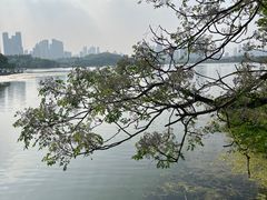 -月湖风景区