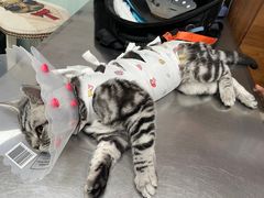 -纳吉亚猫专科动物医院博雅分院