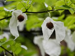 -寨沙侗寨(侗族歌堂)