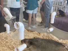 -怪兽屋·羊驼·猫咖·狗咖(俊华广场店)