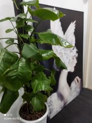 -DEM缔怡美科技美容