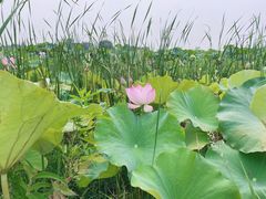 -陶辛水韵