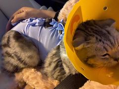 -伟伟宠物医院·CT影像中心·瑞派犬猫综合性门诊(汉口总院)