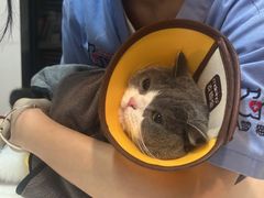 -御宝贝·A梦猫科宠物医院(国际猫友好医院)