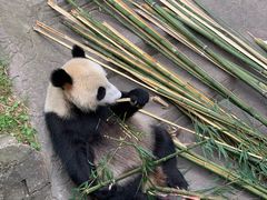 -都江堰中华大熊猫苑