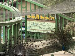-栾川竹海野生动物园