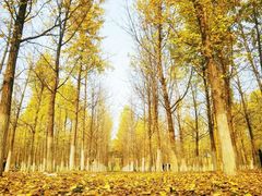 -渭河城市绿地运动公园