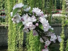 -海棠花溪(元大都城垣遗址公园)
