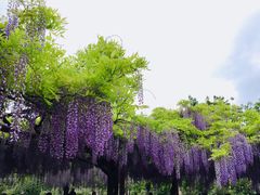 -嘉定紫藤园