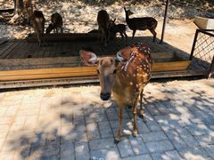 -北京鹿世界主题园