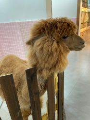 -Moni星球萌宠·小马宝莉·灵蛇·高端高阶全萌宠互动体验俱乐部(红豆国际广场店)