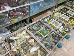 -青石桥花鸟鱼虫市场(叠翠城店)