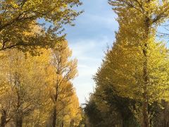 -金塔沙漠胡杨林景区