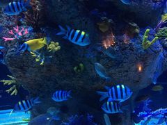 -芜湖新华联大白鲸海洋公园