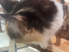 -猫色咖啡·猫咖
