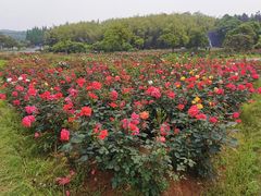-宜兴龙背山森林公园