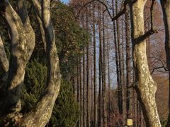 -上海醉白池公园