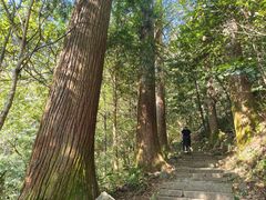 -天目山大树王景区