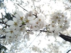 -武汉大学-樱园