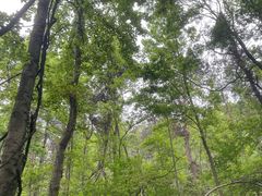 -青龙山国家森林公园