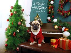 -超宠爱宠物摄影-Super pet