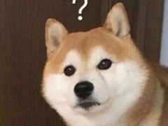 -喜柴咖啡·柴犬狗咖