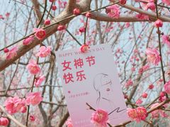 -香雪海
