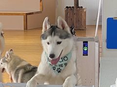 -Husky Go! 哈士奇体验馆·宠物咖啡厅狗咖