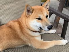 -柴犬高等学院·狗咖·柴犬售卖·宠物训练