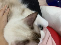 -Bastet sally猫舍购宠(静安店)