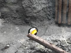 -武汉动物园