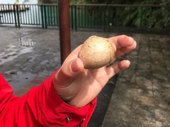 -金盆阿嬷香菇茶叶蛋(玄光店)