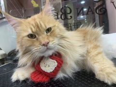 -车接车送·寄养洗护·德文猫舍(大宁店)